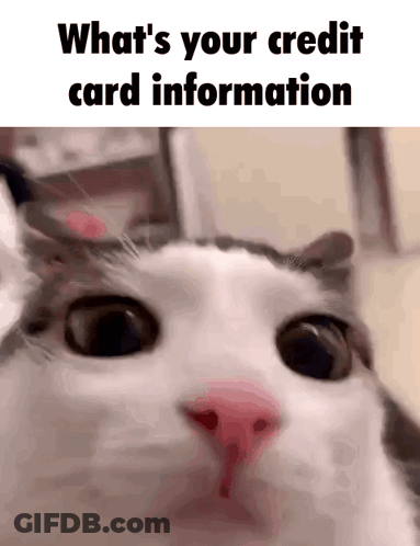 Cat Close Up Asking What's Your Credit Card Information GIF