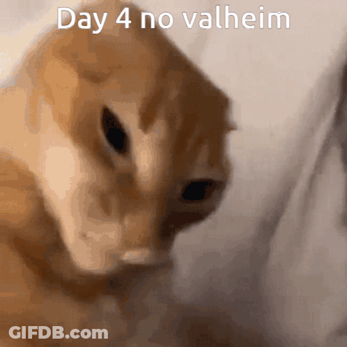 Cat Close Up Day 4 No Valheim GIF