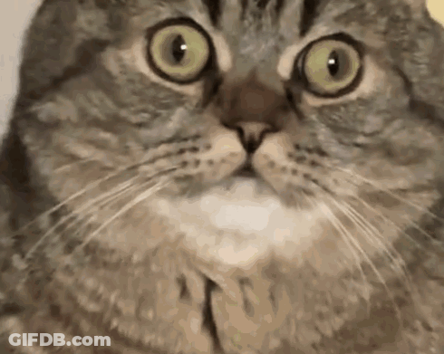 Cat Close Up Eyes Wide Open GIF