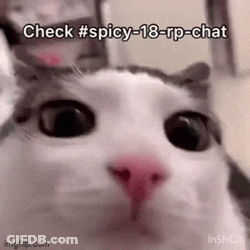 Cat Close Up Face Check # Spicy-18-Rp-Chat GIF