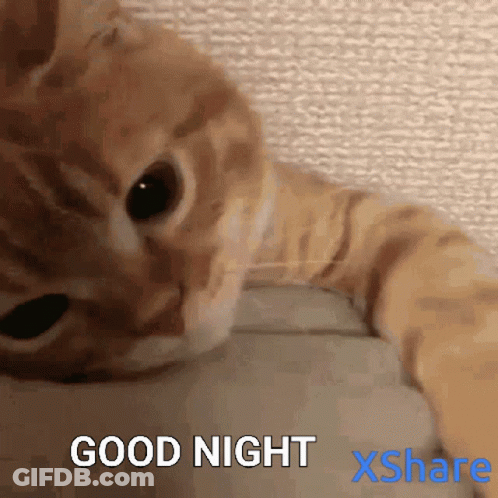 Cat Close Up Good Night Xshare GIF