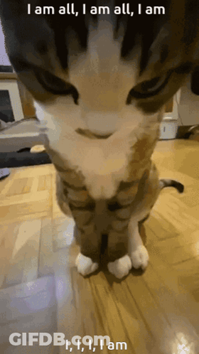 Cat Close Up I Am All GIF