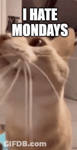 Cat Close Up I Hate Mondays GIF