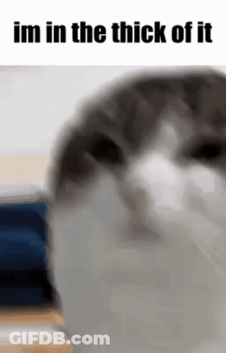 Cat Close Up Im In The Thick Of It GIF