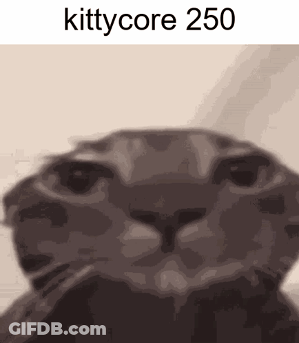 Cat Close Up Kittycore 250 GIF