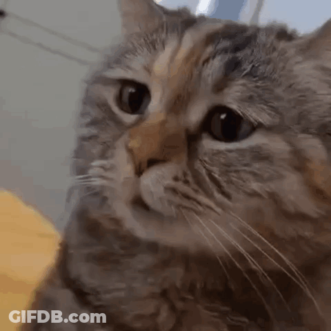 Cat Close-Up Looking At Camera GIF