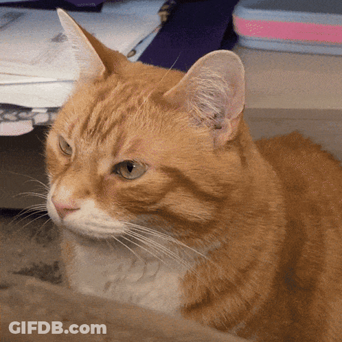 Cat Close Up Looking At Camera GIF
