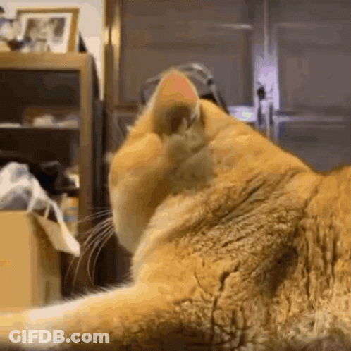 Cat Close Up Looking At Something GIF