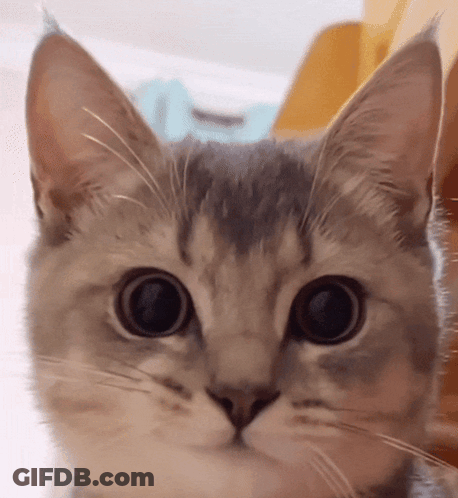 Cat Close Up GIF