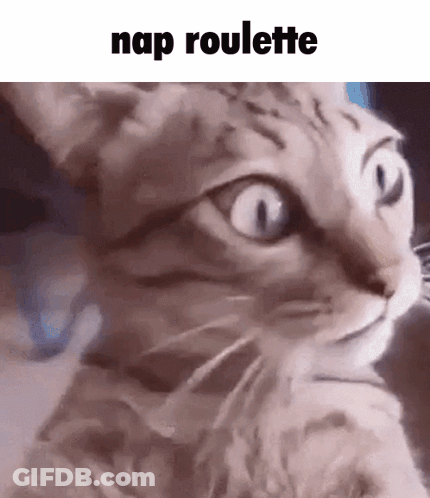 Cat Close Up Nap Roulette GIF