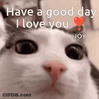 Cat Close-Up Saying Have A Good Day I Love You Joy GIF
