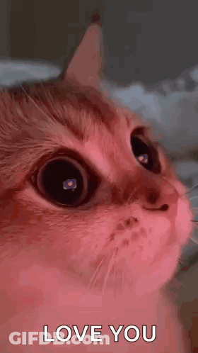 Cat Close Up Saying Love You GIF