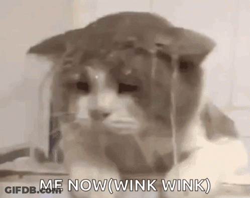 Cat Close-Up Saying Me Now Wink Wink GIF