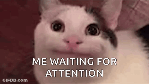 Cat Close Up Saying Me Waiting For Attention GIF