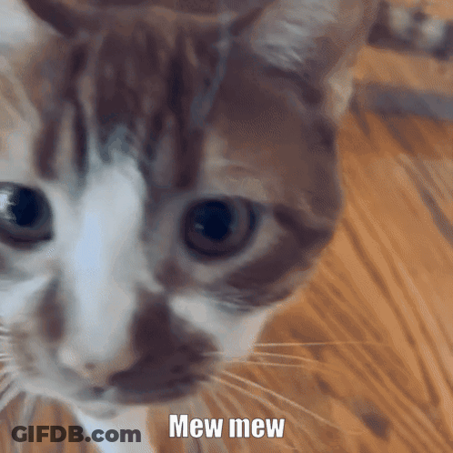 Cat Close-Up Saying Mew Mew GIF