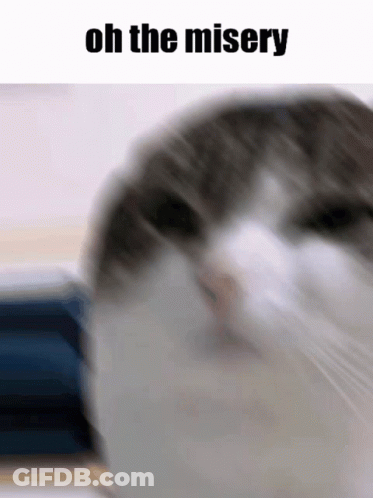 Cat Close-Up Saying Oh The Misery GIF