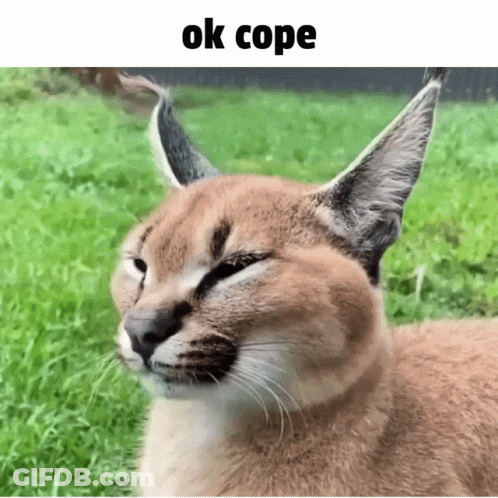 Cat Close Up Saying Ok Cope GIF
