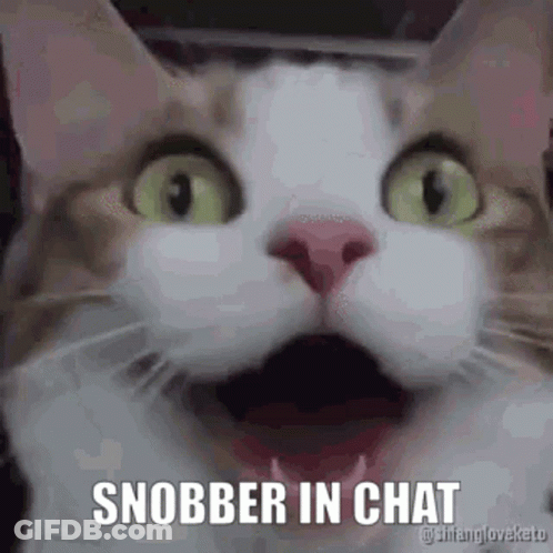 Cat Close Up Saying Snobber In Chat GIF