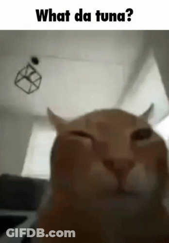 Cat Close Up Saying What Da Tuna GIF