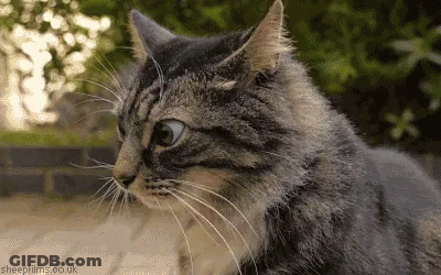 Cat Close Up Sheepfilms.co.uk GIF