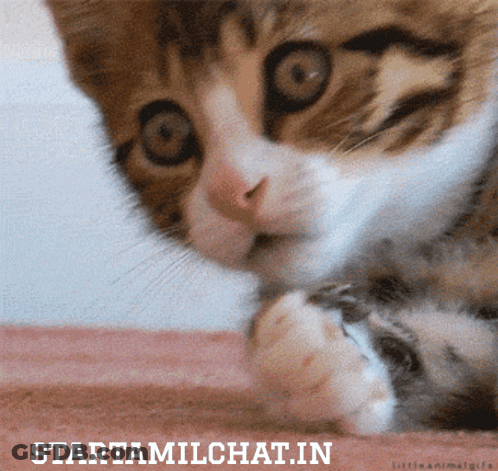 Cat Close Up Startamilchat.in GIF