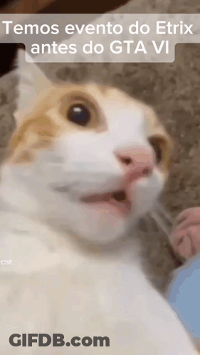 Cat Close Up Temos Evento Do Etrix Antes Do GTA VI GIF