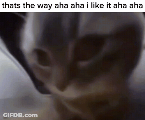 Cat Close Up Thats The Way Aha Aha I Like It Aha Aha GIF