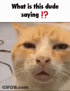 Cat Close Up What Is This Dude Saying GIF