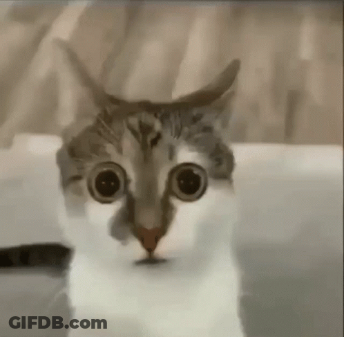 Cat Close-Up With Big Eyes GIF