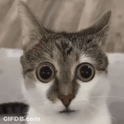Cat Close-Up With Big Eyes GIF