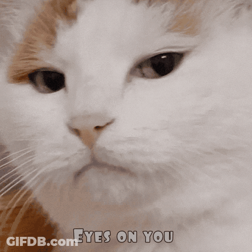 Cat Close Up With Eyes On You GIF