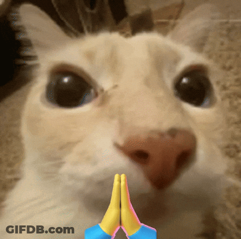 Cat Close Up With Hands Folded GIF