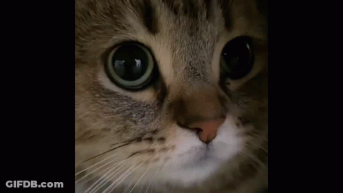 Cat Close Up With Open Mouth And Teeth GIF
