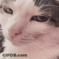 Cat Close Up With Pink Nose And Green Eyes GIF