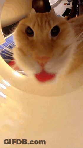 Cat Close Up With Red Lip GIF