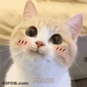 Cat Close Up With Slight Smirk GIF