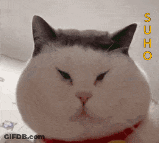Cat Close Up With Sucho In Yellow Letters GIF