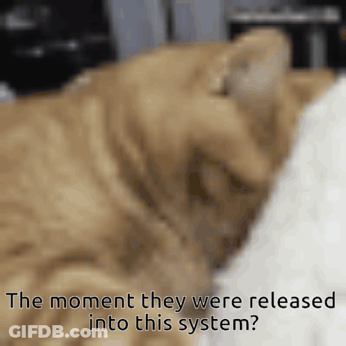 Cat Close Up With Text The Moment They Were Released GIF