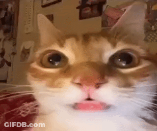 Cat Close Up With Tongue Out GIF