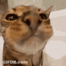 Cat Close Up With Water Dripping GIF