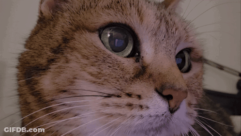 Cat Close Up With Wut GIF