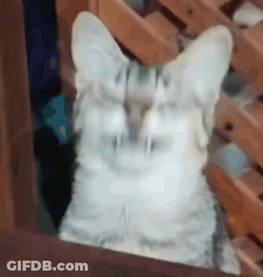 Cat Close Up Wooden Fence GIF