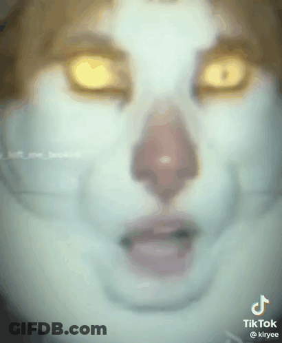 Cat Close Up Yellow Eyes And Nose GIF
