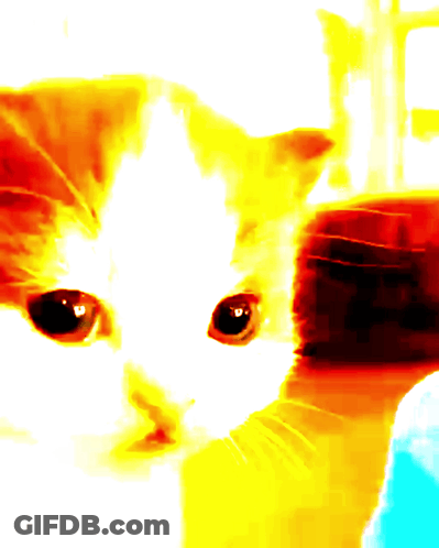 Cat Close Up Yellow Orange Background GIF