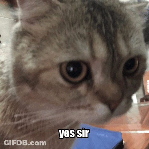 Cat Close Up Yes Sir GIF