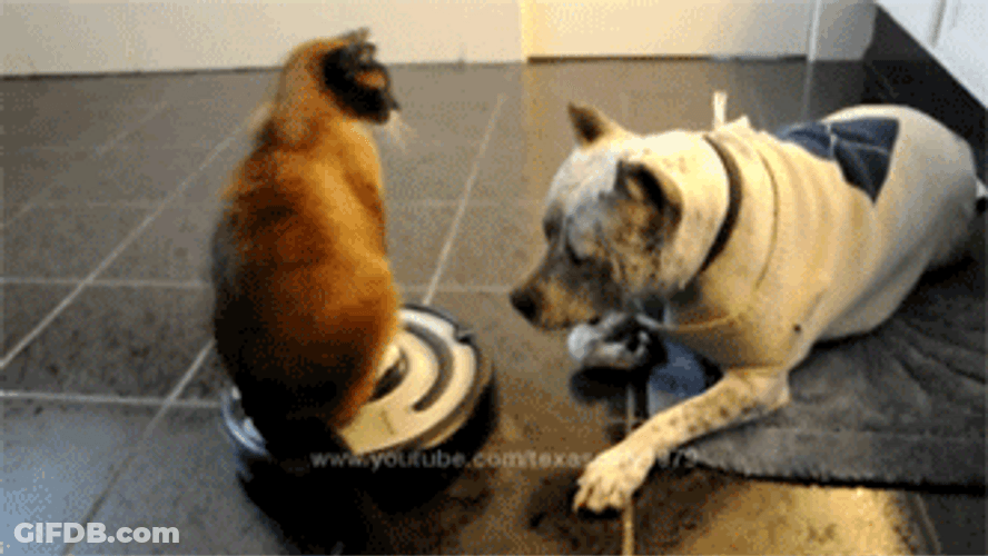 Cat Come At Me Bro Dog GIF