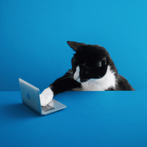 Cat Computer One Hand Paw Working GIF