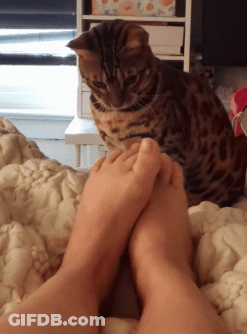 Cat Confused On Feet GIF
