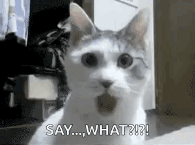 Cat Confused Reaction Say What GIF