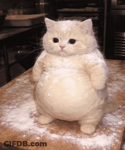 Cat Covered In Flour On Table GIF